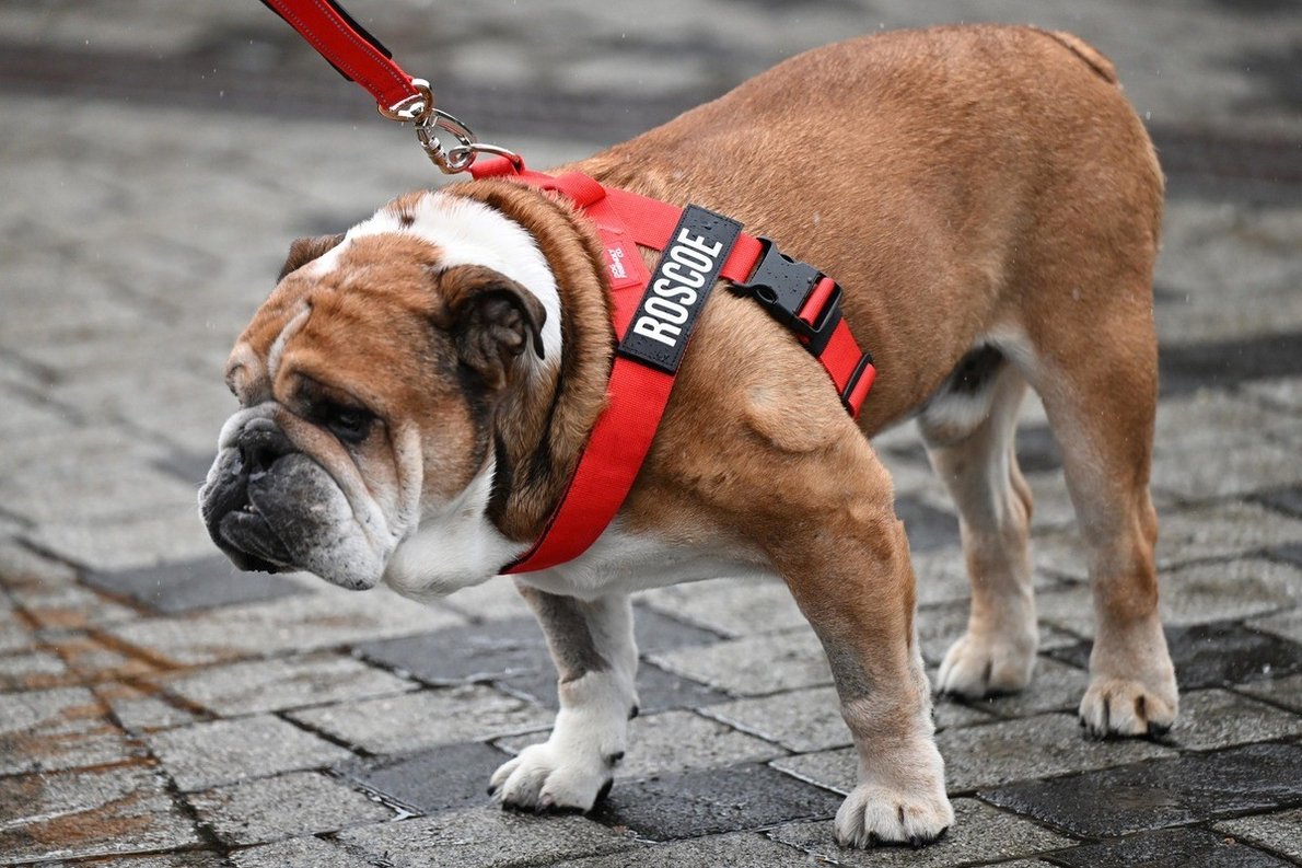  - Elhunyt Hamilton híres kutyája, Roscoe – így búcsúzott tőle a bajnok