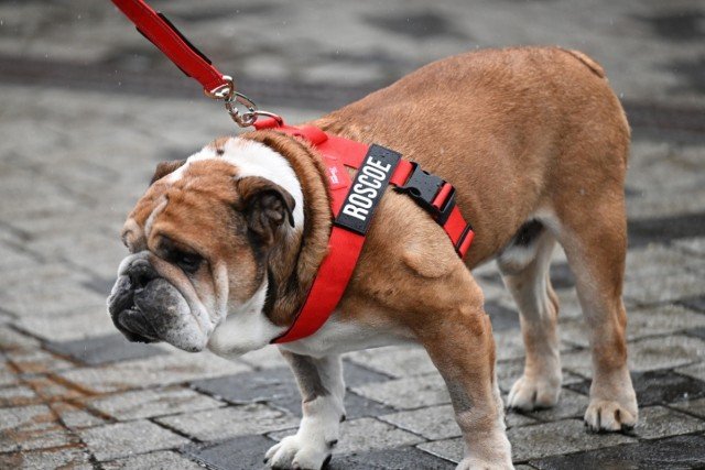  - Hamilton LEGO-portréval emlékezik elhunyt kutyájára