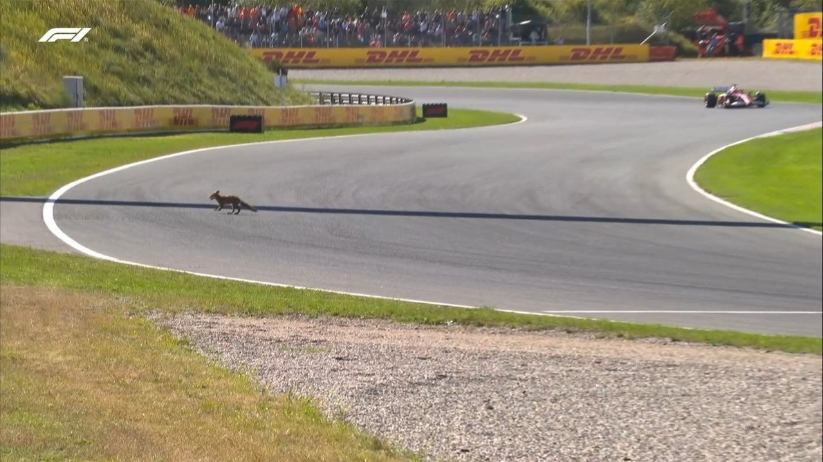  - Négylábú látogató a zandvoorti időmérőn (videó)